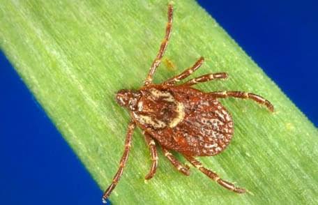 Ixodid ticks - Vectors of Rocky Mountain Spotted Fever RMSF - Modern HealthMe 
