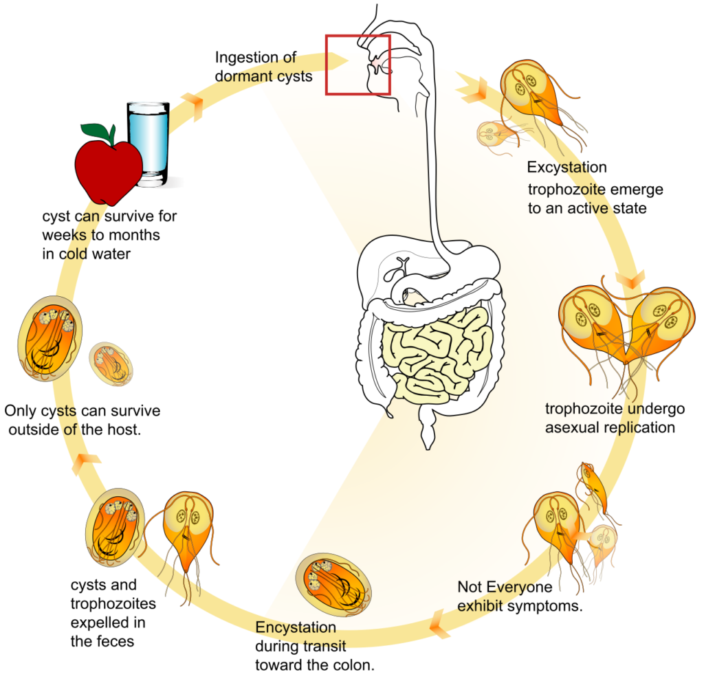 Life cycle of giardia lambia - Giardiasis - Modern HealthMe, Healthline, WebMD 