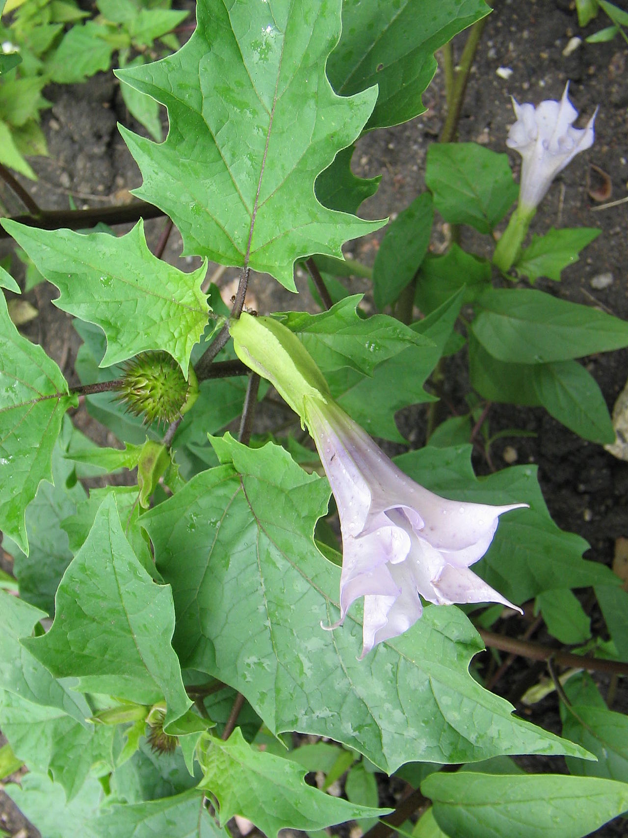 Dhatura Poisoning: A Case Report and Review